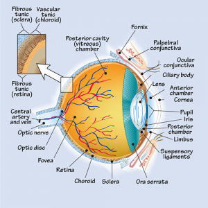 SideEye | OpticianWorks Online Optician Training