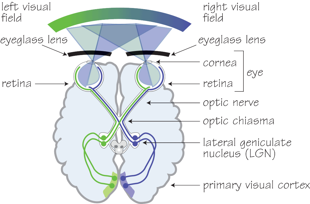 The Human Visual System - OpticianWorks Online Optician Training