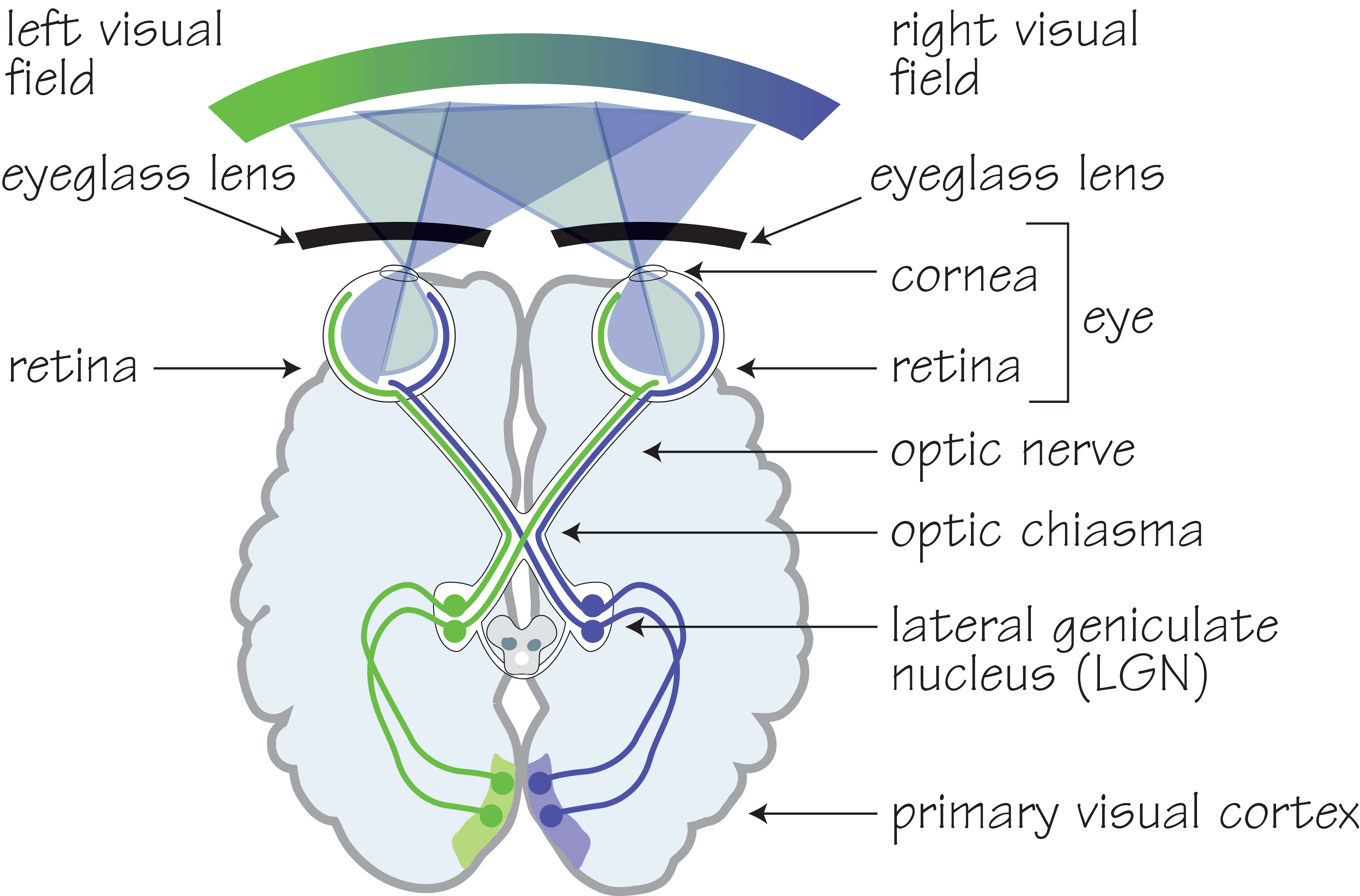 The Human Visual System OpticianWorks Online Optician Training