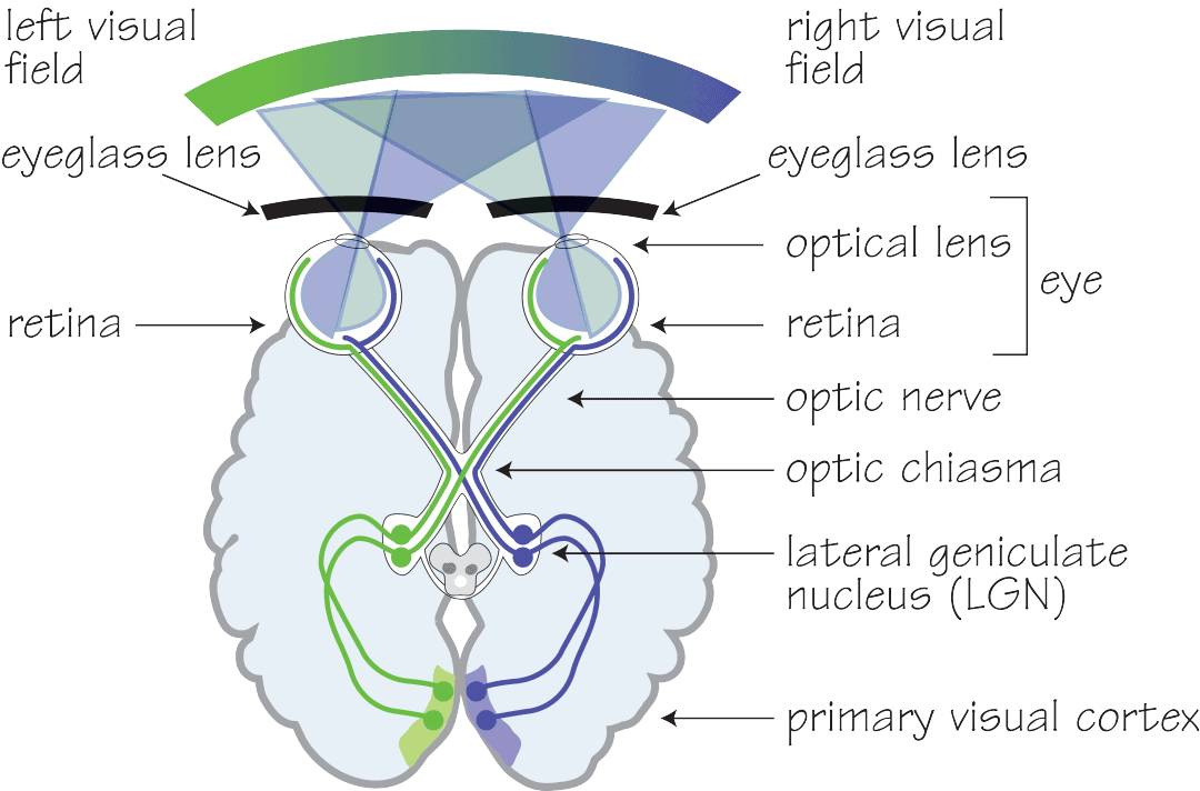 human-visual-pathway-2-opticianworks-online-optician-training