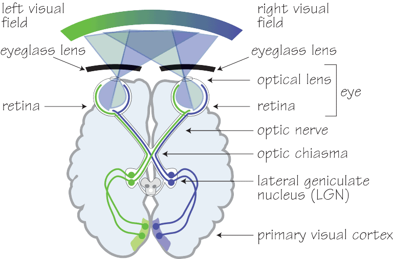 Visual Pathway Flowchart The Visual Pathway Anatomy C - vrogue.co